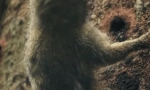 Dwarf marty - nejmenší opice na světě
